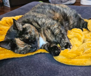 Illustration de l'article : 15 photos montrant que les chats aiment se mettre au chaud lorsque l’automne arrive