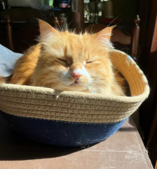 Illustration de l'article : 15 photos montrant que les chats aiment se mettre au chaud lorsque l’automne arrive