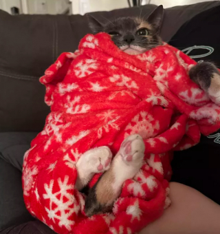 Illustration de l'article : 15 photos montrant que les chats aiment se mettre au chaud lorsque l’automne arrive