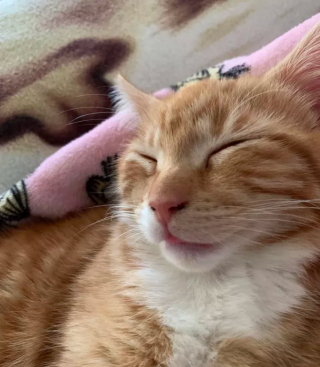 Illustration de l'article : 15 photos montrant que les chats aiment se mettre au chaud lorsque l’automne arrive