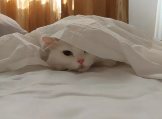 Illustration de l'article : 15 photos montrant que les chats aiment se mettre au chaud lorsque l’automne arrive