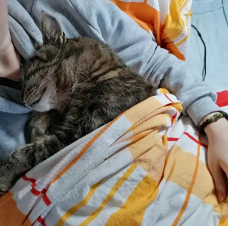 Illustration de l'article : 15 photos montrant que les chats aiment se mettre au chaud lorsque l’automne arrive