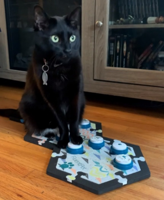 Illustration de l'article : Elle apprend à son chat à parler via des boutons et se rend compte qu'elle a "créé un monstre" (vidéo)
