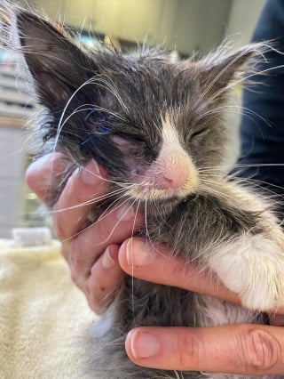 Illustration de l'article : Depuis qu’il a été sauvé de la rue, ce chaton à l’œil blessé passe son temps à ronronner 