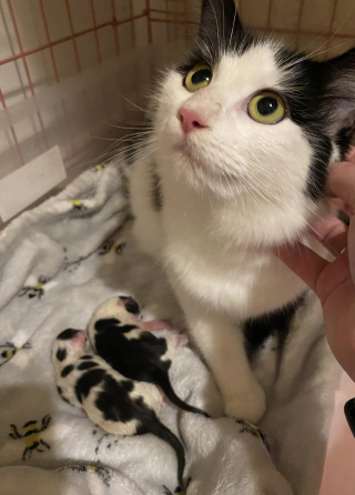 Illustration de l'article : 7 jours après une mise bas, une chatte endeuillée surprend tout le monde en donnant naissance à un nouveau chaton
