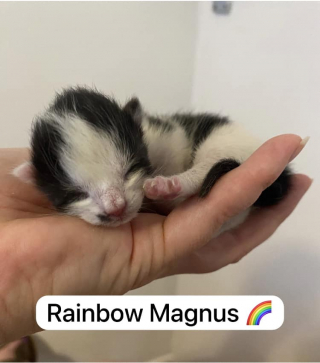 Illustration de l'article : 7 jours après une mise bas, une chatte endeuillée surprend tout le monde en donnant naissance à un nouveau chaton