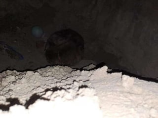 Illustration de l'article : Qu’est devenu Courage, le chien retrouvé enterré vivant sous du sable ?