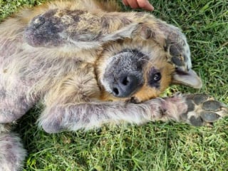 Illustration de l'article : Qu’est devenu Courage, le chien retrouvé enterré vivant sous du sable ?