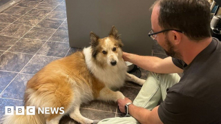 Illustration de l'article : Le maître d'un chien pris d'une crise d'épilepsie sur le bord de mer place tous ses espoirs entre les mains d'un inconnu