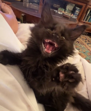 Illustration de l'article : Le miaulement singulier de ce chaton Maine Coon laisse les internautes sans voix (vidéo)