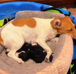 Illustration de l'article : L'attitude touchante d'une chienne Jack Russell envers une portée de chatons abandonnés (vidéo)