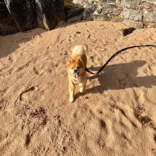 Illustration de l'article : Ce chien de refuge au sourire ravageur n'a séduit aucune famille pendant un an (vidéo)