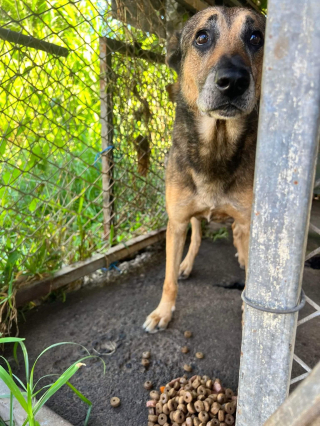 Illustration de l'article : Enfermé pendant 7 ans dans une cage, ce chien trouve le chemin vers l'amour et découvre la vraie vie (vidéo)