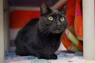 Illustration de l'article : Cette chatte atteinte d'une maladie rare et en attente d'une famille depuis 2 ans est un modèle de persévérance
