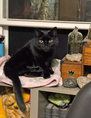 Illustration de l'article : Cette chatte atteinte d'une maladie rare et en attente d'une famille depuis 2 ans est un modèle de persévérance