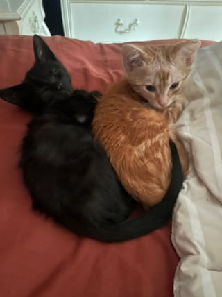 Illustration de l'article : Des nouvelles d’Arson, le chaton qui avait été retrouvé dans un tas de bois en feu (vidéo)