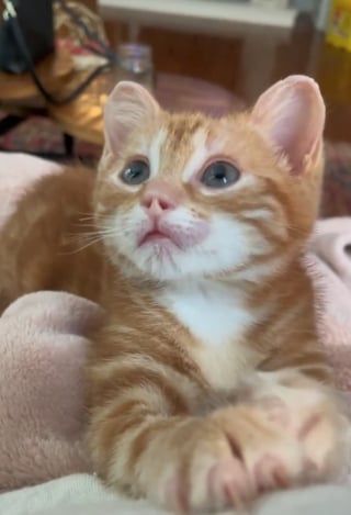 Illustration de l'article : Des nouvelles d’Arson, le chaton qui avait été retrouvé dans un tas de bois en feu (vidéo)