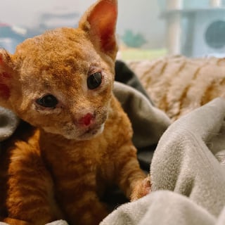 Illustration de l'article : Des nouvelles d’Arson, le chaton qui avait été retrouvé dans un tas de bois en feu (vidéo)