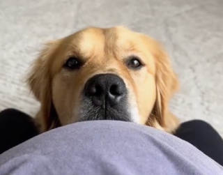 Illustration de l'article : La tendre complicité entre un Golden Retriever et son petit frère humain fait fondre les cœurs des internautes (vidéo)