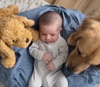 Illustration de l'article : La tendre complicité entre un Golden Retriever et son petit frère humain fait fondre les cœurs des internautes (vidéo)