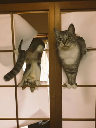 Illustration de l'article : 18 photos de chats qui ont réussi à se mettre dans des situations plutôt cocasses