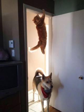 Illustration de l'article : 19 photos montrant que les chats déjouent bien souvent les lois de la physique 