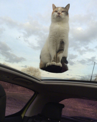 Illustration de l'article : 19 photos montrant que les chats déjouent bien souvent les lois de la physique 