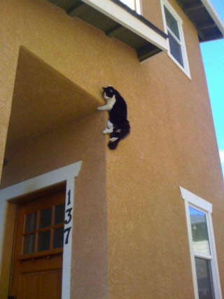 Illustration de l'article : 19 photos montrant que les chats déjouent bien souvent les lois de la physique 