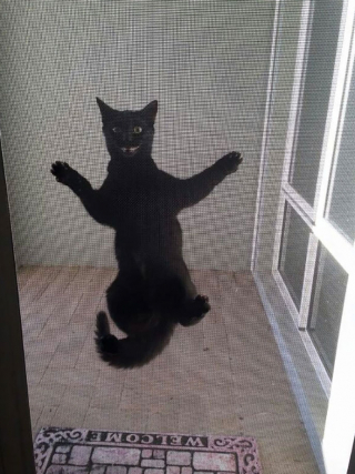 Illustration de l'article : 19 photos montrant que les chats déjouent bien souvent les lois de la physique 