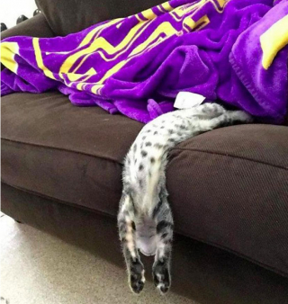 Illustration de l'article : 19 photos montrant que les chats déjouent bien souvent les lois de la physique 