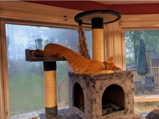 Illustration de l'article : 19 photos montrant que les chats déjouent bien souvent les lois de la physique 