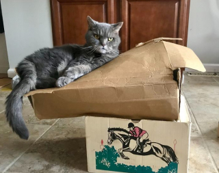 Illustration de l'article : 19 photos montrant que les chats déjouent bien souvent les lois de la physique 