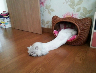 Illustration de l'article : 19 photos montrant que les chats déjouent bien souvent les lois de la physique 