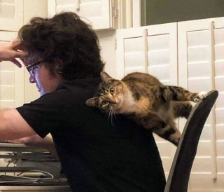Illustration de l'article : 19 photos montrant que les chats déjouent bien souvent les lois de la physique 