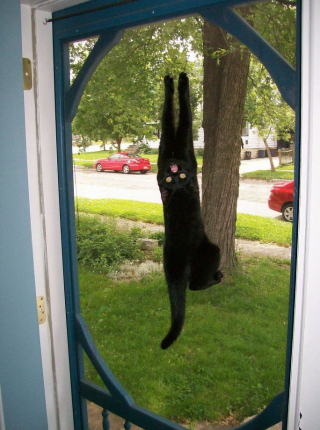 Illustration de l'article : 19 photos montrant que les chats déjouent bien souvent les lois de la physique 