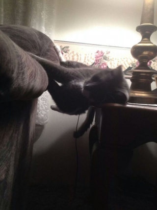 Illustration de l'article : 19 photos montrant que les chats déjouent bien souvent les lois de la physique 