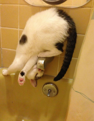 Illustration de l'article : 19 photos montrant que les chats déjouent bien souvent les lois de la physique 