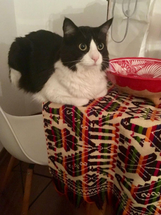 Illustration de l'article : 19 photos montrant que les chats déjouent bien souvent les lois de la physique 