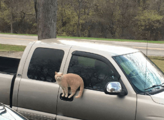 Illustration de l'article : 19 photos montrant que les chats déjouent bien souvent les lois de la physique 