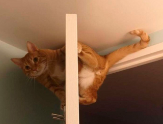 Illustration de l'article : 19 photos montrant que les chats déjouent bien souvent les lois de la physique 