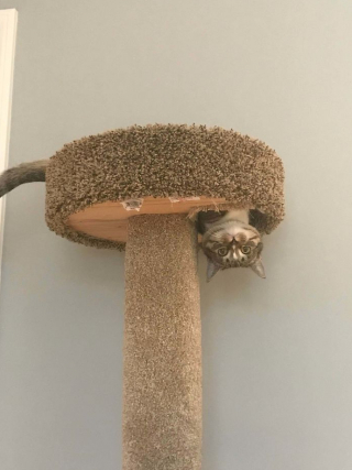Illustration de l'article : 19 photos montrant que les chats déjouent bien souvent les lois de la physique 