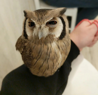Illustration de l'article : 20 photos montrant que nos amis les animaux peuvent être tout aussi grincheux que les humains