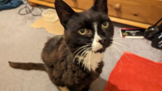 Illustration de l'article : Une chatte perdue depuis 11 ans survit à l'errance et à la maladie, puis renoue avec son passé grâce à sa puce