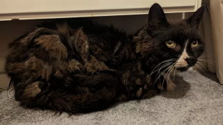 Illustration de l'article : Une chatte perdue depuis 11 ans survit à l'errance et à la maladie, puis renoue avec son passé grâce à sa puce