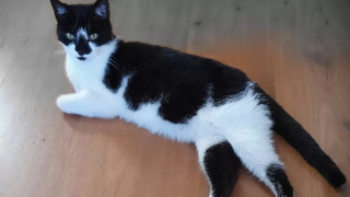 Illustration de l'article : Une chatte perdue depuis 11 ans survit à l'errance et à la maladie, puis renoue avec son passé grâce à sa puce