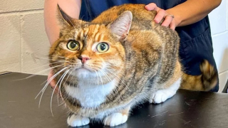 Illustration de l'article : La survie miraculeuse d'un chat ayant avalé une quantité inimaginable d'élastiques à cheveux