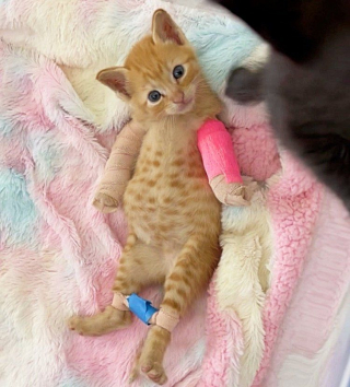 Illustration de l'article : Une chatte errante met au monde un bébé avec des malformations, et obtient l'aide des gens chez qui elle a accouché