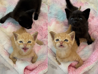 Illustration de l'article : Une chatte errante met au monde un bébé avec des malformations, et obtient l'aide des gens chez qui elle a accouché