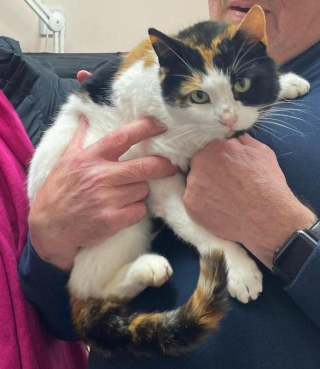 Illustration de l'article : Une chatte disparaît sur la route des vacances et ne donne plus signe de vie pendant 18 mois
