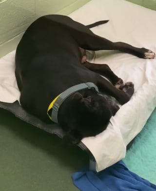 Illustration de l'article : Une femme pleure devant la vidéo d’un chien âgé abandonné; le lendemain, elle le retrouve dans sa maison !